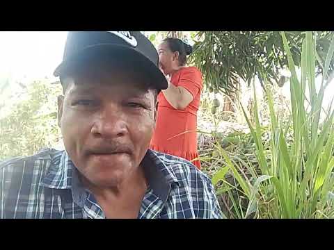 CANAL CICERO PRANCHETA FAZENDA SIRICORA MESSIAS AL 24 03 26 👏