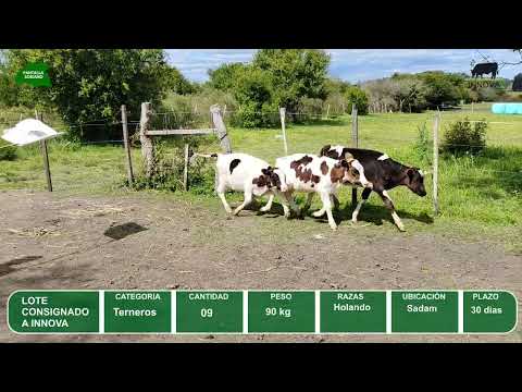 Video del lote L0-000865