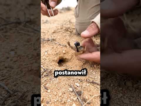 Skorpion z KAMERĄ! 🎥