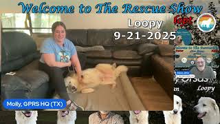 Video preview image #1 Great Pyrenees Puppy For Sale in Spring, TX, USA