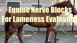 Thumbnail for Equine Nerve Blocks for Lameness Evaluation video