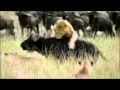 A Pride Of Lions