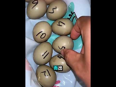 意外的孵化：男子救回一窝蛋，结果收获了不一样的惊喜！
