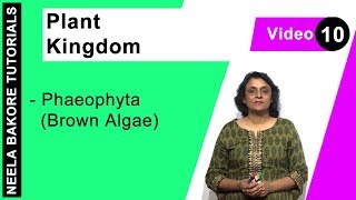 Plant Kingdom | NEET | Phaeophyta (Brown Algae) | Neela Bakore Tutorials