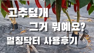 고추덮개 그거 뭐예요? 멀칭닥터 사용후기, 쓸만할까?