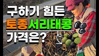 옛날 속파란 늦서리태 가격은? 저렴하게 판매합니다 토종서리태 귀족서리태 늦서리태 새바람서리태 010-3215…