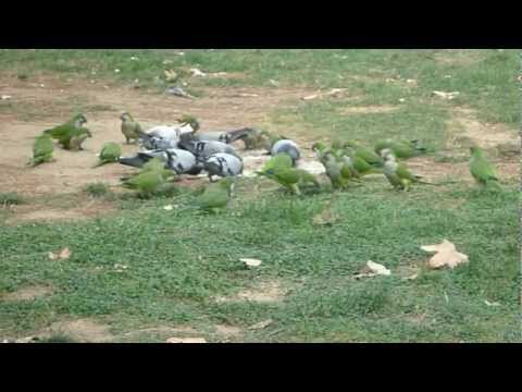 Барселона. Птицы в сквере