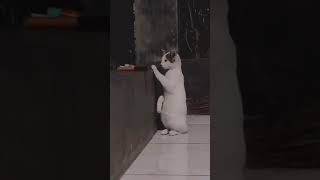 Download lagu mentahan story wa - kucing sad mp3 Download lagu mentahan story wa - kucing sad mp3