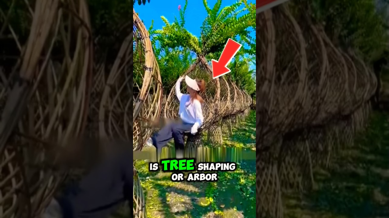 Tree Shaping – Turning Living Trees into Functional Art