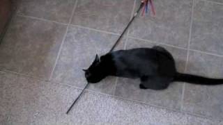 preview picture of video 'Mozart my cat twirls stick'
