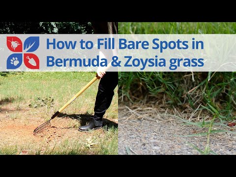  Filling Bare Spots in Bermudagrass and Zoysiagrass Video 