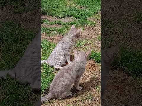 two pet cats playing (manika) #trending #status #cat #tiktok #youtubeshorts #anime #billi #cute