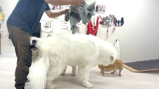 超大型犬ということを理解していない2歳児ピレニーズ