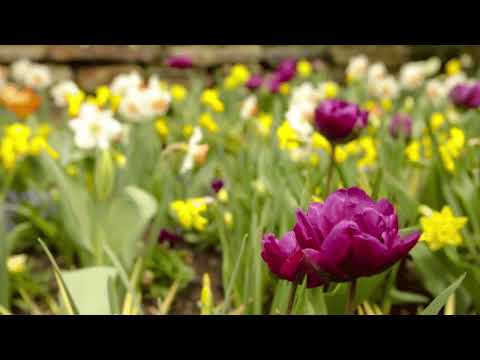 Rockocko Gang - Rockocko Gang: JarRock BarRock (Variations on a Vivaldi's Spring