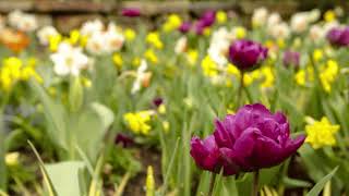 Video Rockocko Gang: JarRock BarRock (Variations on a Vivaldi's Spring