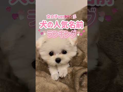 Kの文字が入った犬の名前