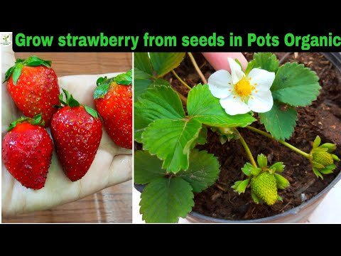 How to Grow Strawberry from Seeds in Pots At Home by Gardening with Vaneeza