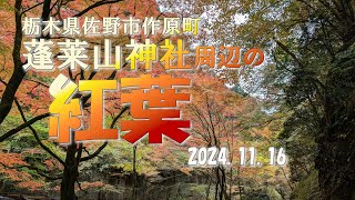 【VLOG】蓬莱山神社周辺の《紅葉》 栃木県佐野市作原町 2024.11.16