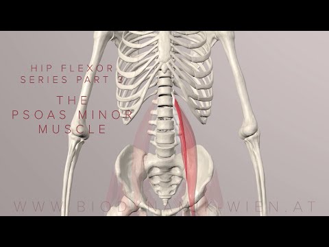 Hip Flexor Series Part 3: The Psoas Muscle Minor (3D Animation)
