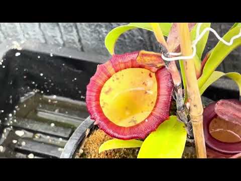 Carnivorous plant greenhouse tour
