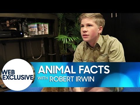 Animal Facts with Robert Irwin: Muntjac Deer