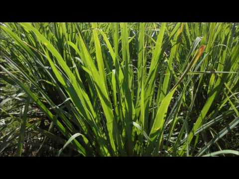 LEMONGRAS Destilación de Aceite Esencial e Hidrolato 100% Natural y Puro.