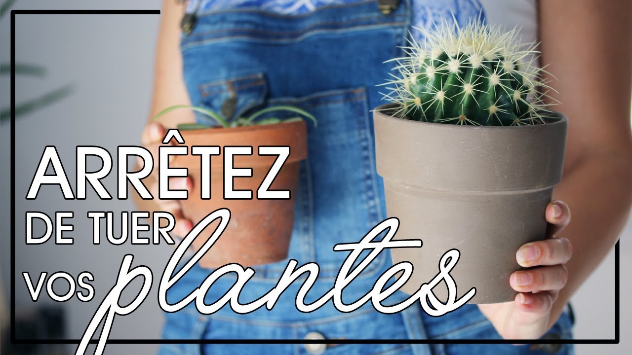 Comment arrêter de tuer vos plantes d'intérieur : mes conseils de base