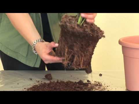 Zimmerpflanzen pflegen