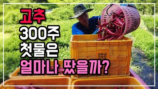 고추 300주 심어서  첫물은 얼마나 고추땄을까? 고추말리기 건조기에 넣기전 좋은 햇고추가루 만드는 비결 2…
