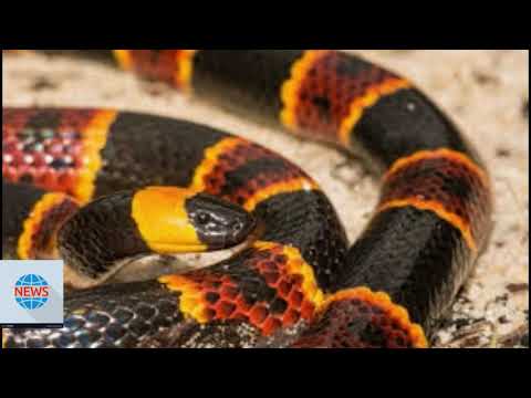 Florida woman armed with machete uses it to save venomous coral snake