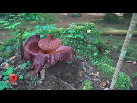 WONDERFUL GEOPARK RANAH MINANG SILOKEK-DESTINASI WISATA TERBAIK DI INDONESIA