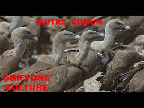 BUITRE  LEONADO  |  GRIFFON VULTURE  |  Gyps fulvus