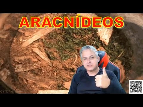 AULA SOBRE ARACNÍDEOS