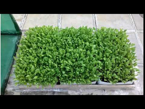 Hydroponic Spinach Growth in 35 days - Urban Greens