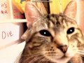 Jasmin The Animatronic Cat Singing The Fnaf Song 4K Sub Special