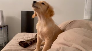 【Volume attention! Bisuke barked】Golden retriever puppy,I'm looking for a dog trainer