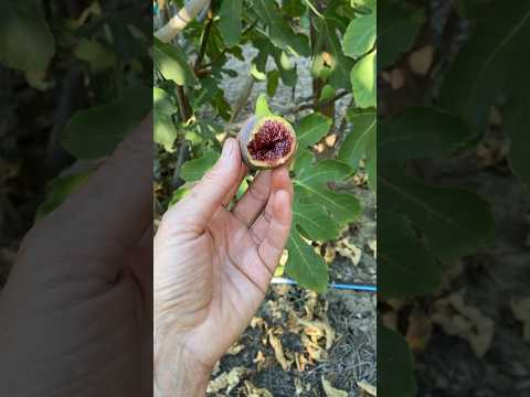 Italian 258 (I-258) Fig