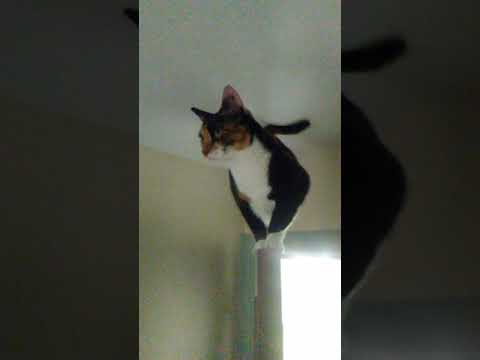 My cat loves hanging out on top of this door