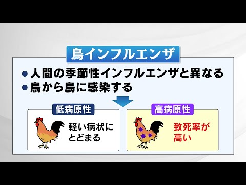 ドイツの鳥インフルエンザ:危険ですか?