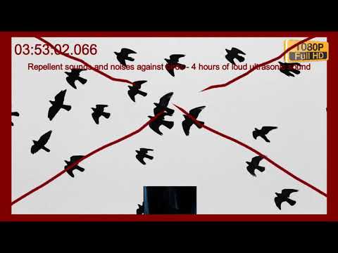 Repellent sounds and noises against birds - 4 hours of loud ultrasonic sound