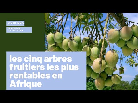 , title : 'AGRICULTURE : 05 arbres fruitiers les plus rentables en Afrique'
