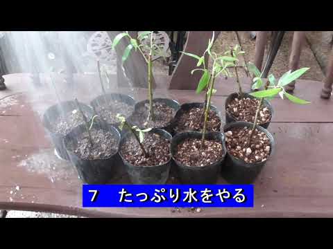 しだれ柳、垂れ柳 植物