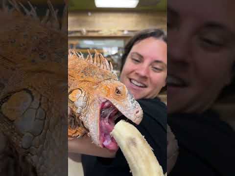 Feeding my huge iguana 🦎