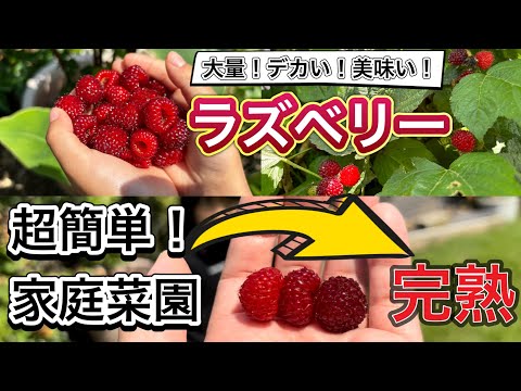  11月に植える果樹はどれですか?おいしい収穫のためのリストをご覧ください!  庭園
