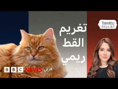فيديو | محكمة تقضي بتغريم القط ريمي في فرنسا.. فماذا فعل؟