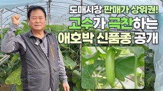 고수가 극찬한 애호박 신품종! 재배하기 좋고 잘 팔리는 PMR참진 재배 결과 대공개
