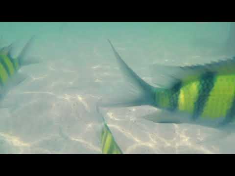 Thailand chicken island beach yellow striped fish