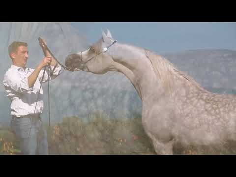 Arabian Horse Magazine - Fuerte