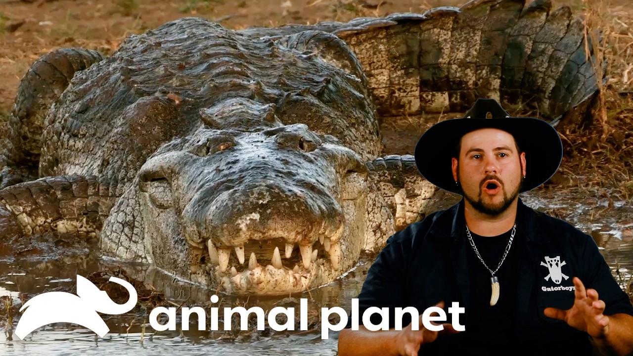 Jimmy Battles a MASSIVE Gator in Mexico | Gator Boys | Animal Planet