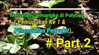 Tutorial Tani Update Menanam Semangka di Polybag ( Pemupukan Pertama )  PART. 2